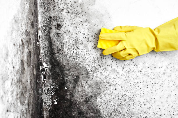 Best DIY Mold Remediation Support Services in Wayne, OH
