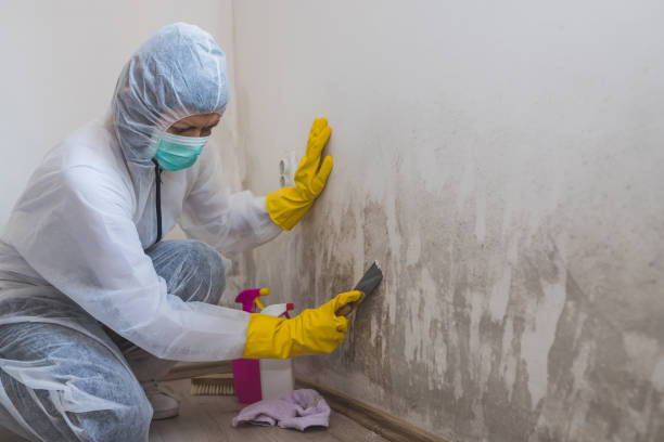 Best Industrial Mold Remediation in Wayne, OH