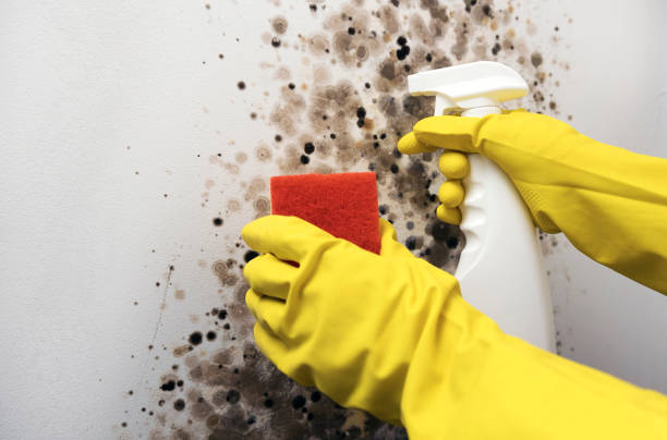 Best Crawl Space Mold Remediation in Wayne, OH