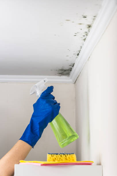 Best Black Mold Remediation in Wayne, OH